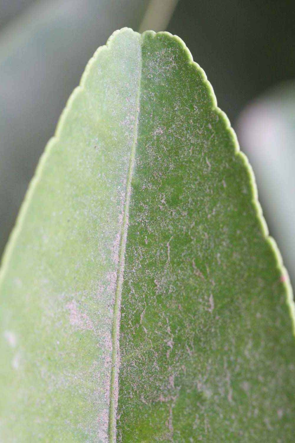              Margin (Riverside, CA)       